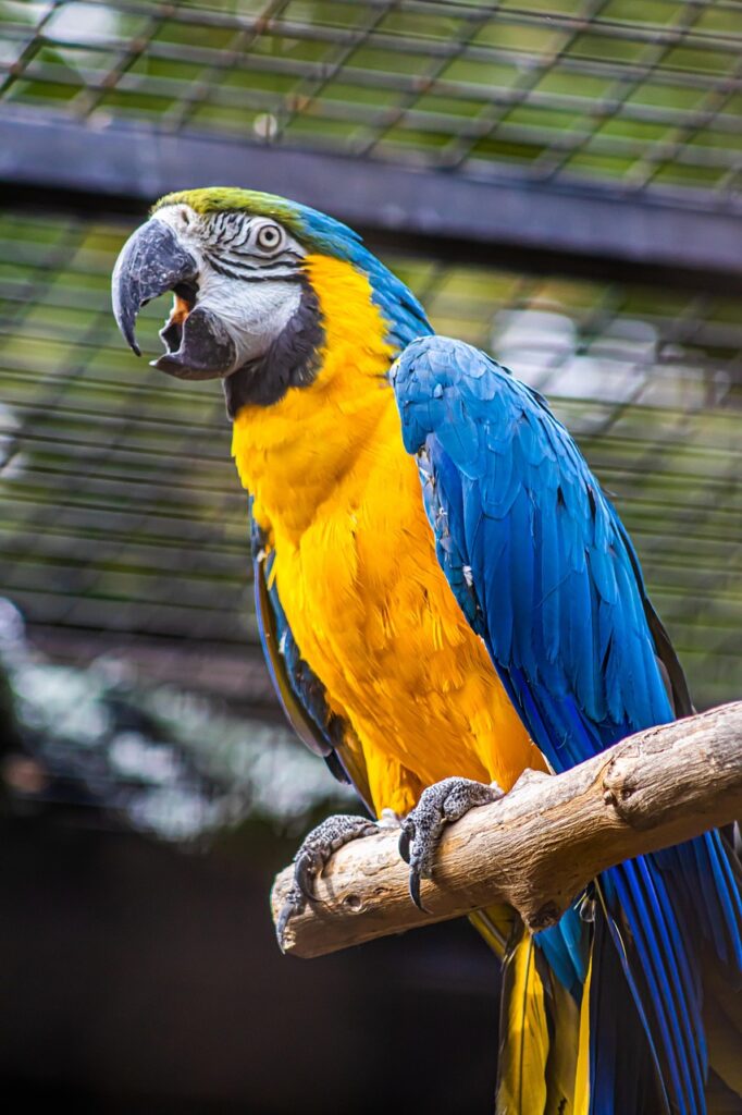 zoo, parrot, bird, animal, nature, wildlife, nature, nature, nature, nature, nature