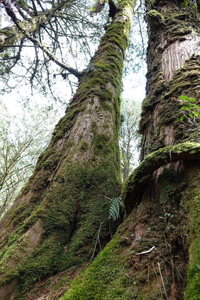 alishan, scenic area, cypress, nature, trees