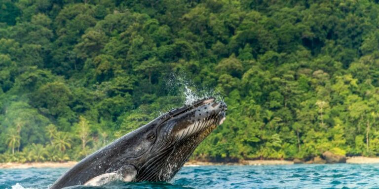 parques nacionales de la region pacifica 768x384